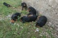 /album/fotogaleria%3a-vrh-f-%e2%99%a5/dsc-0851-2-jpg/